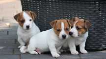 Piesek Jack Russell Terrier z hodowli"BREFIO"/badania genetyczne