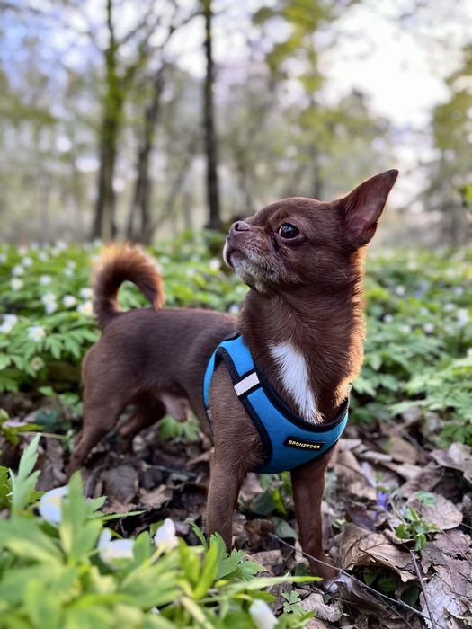 Шикарний кавалер запрошує на побачення (в'язка)