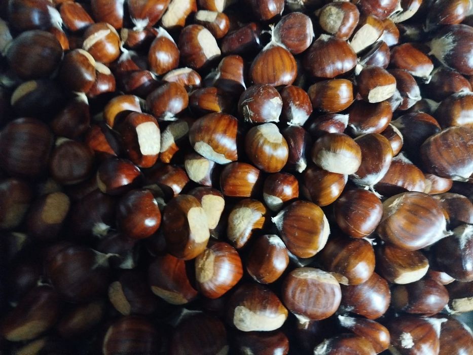 Castanhas 1,5€-2€/kg