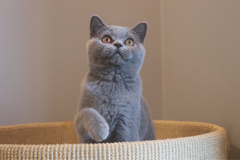 Koteczka brytyjska z Rodowodem FPL.Do odbioru