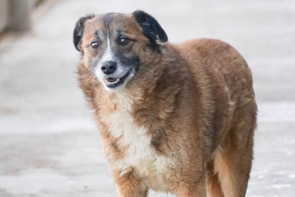 Kodżak - starszy psiak szuka domu
