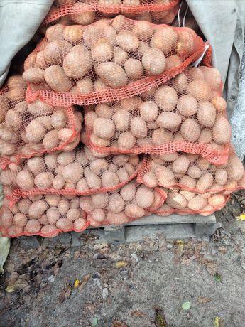 Ziemniaki  z własnego gospodarstwa