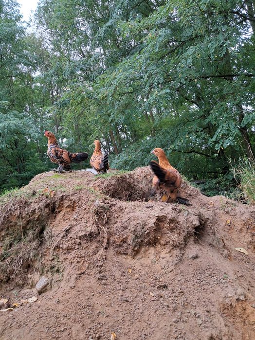 Kury ozdobne Karzełek Łapciaty