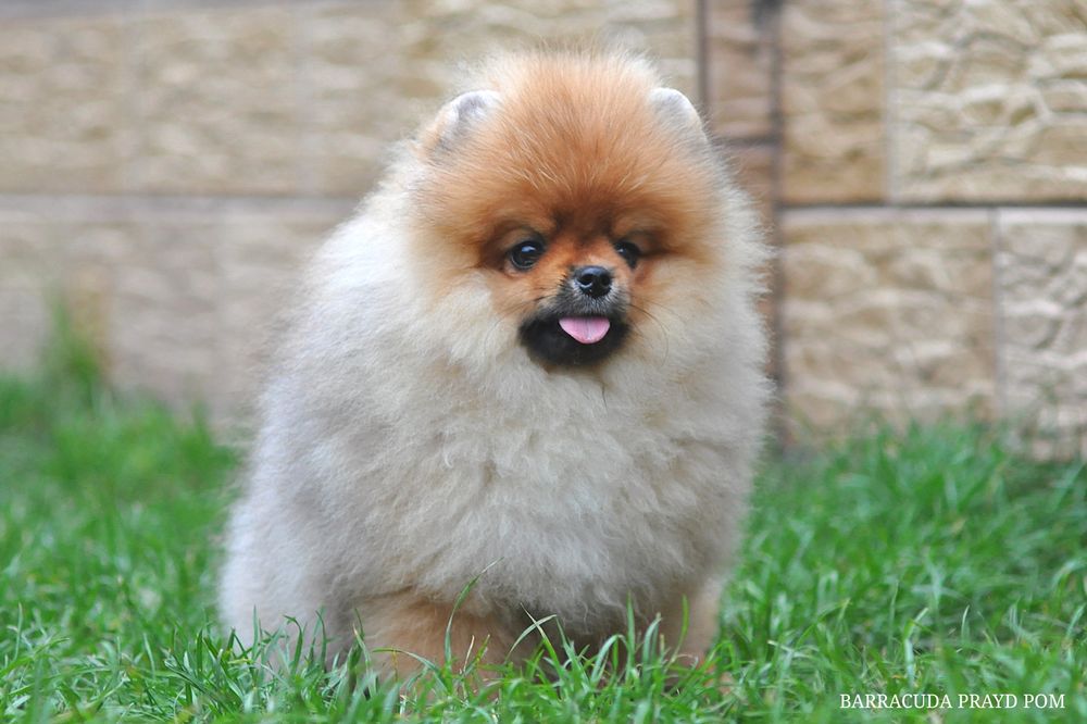 Барракуді далеко до ліси