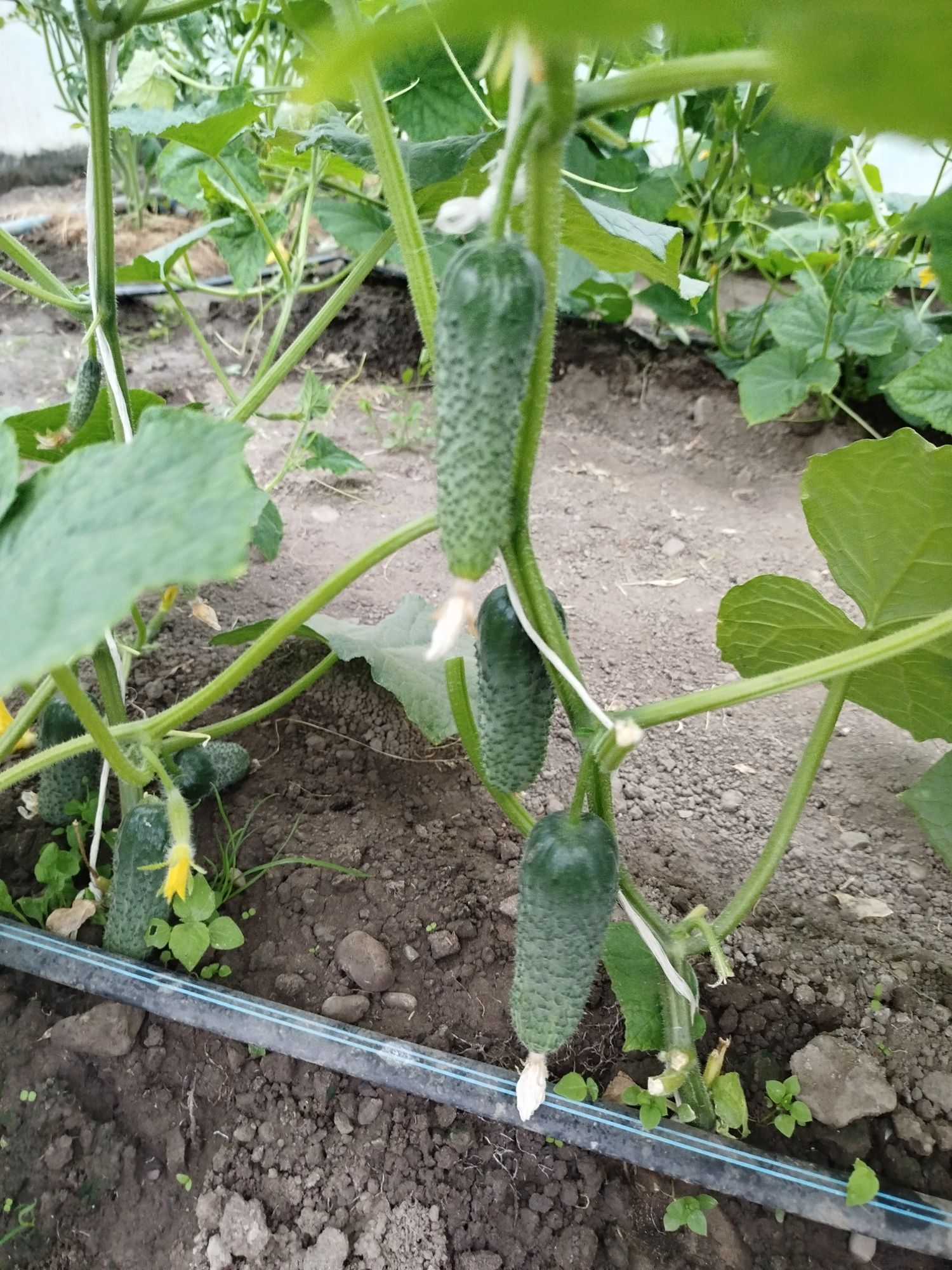 Продам огірки домашні