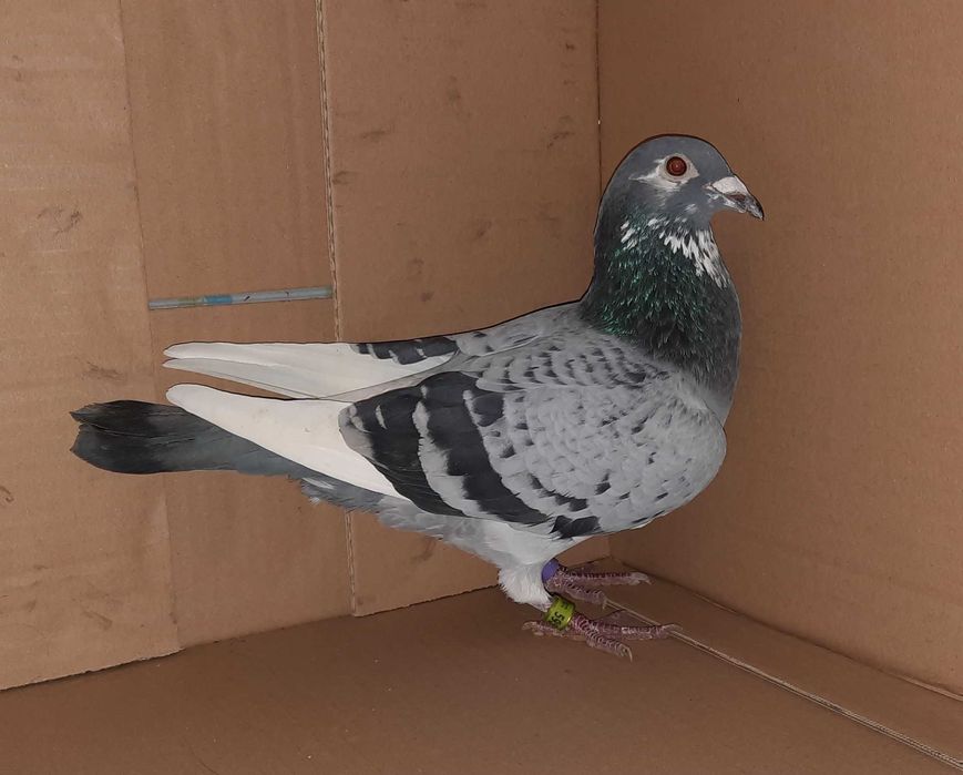 SAMIEC HIT !!! Pitbull 777/Kittel/Porsche 911 !!!