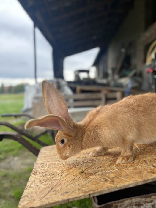 Królik Olbrzym belgijski żółty samiec 4,5 kg