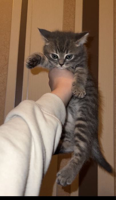 Шотландские котята