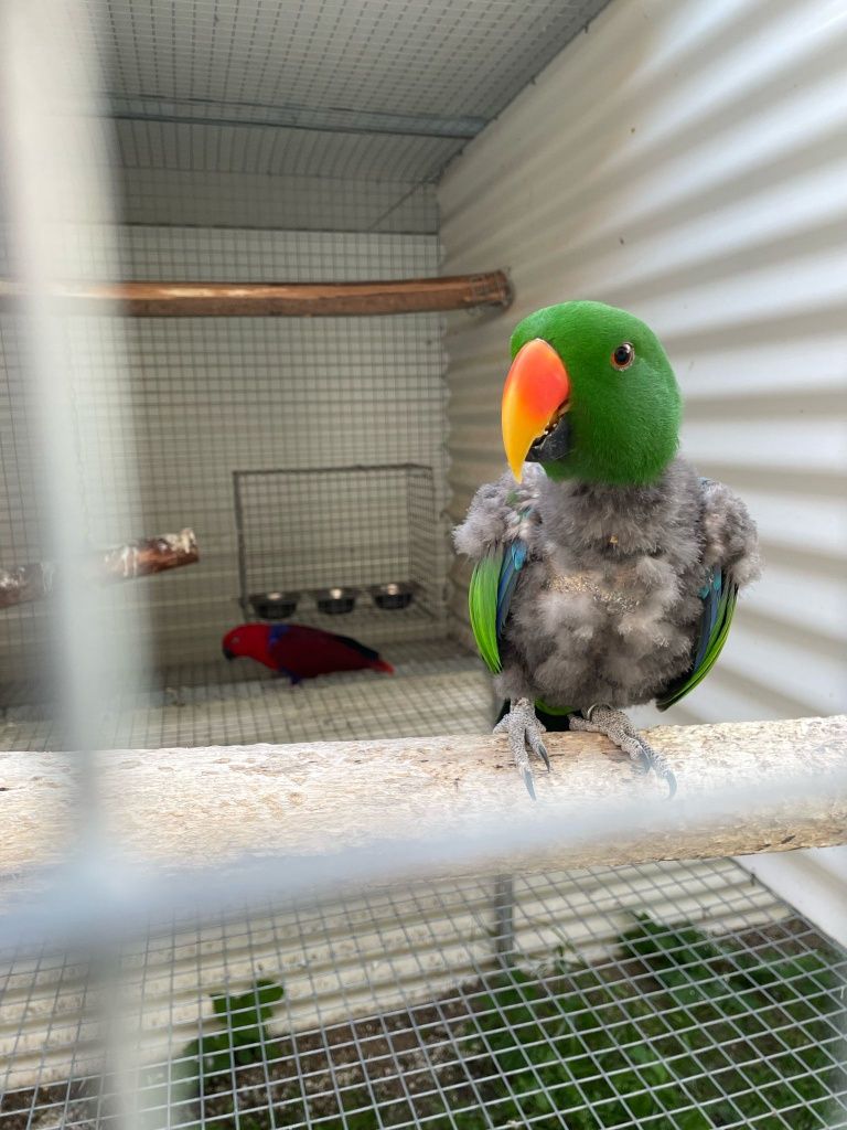 Casal ecletus reprodutor