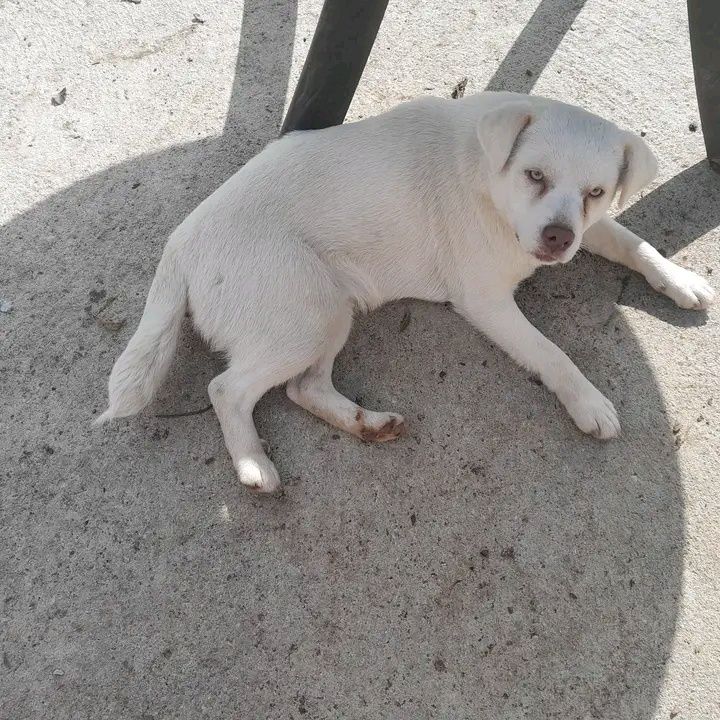 Cadela para adopcao