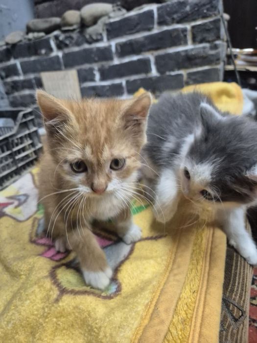 Віддам руденького котика (хлопчика) в добрі руки