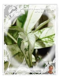 INTERNAT. Spathiphyllum Picasso Albo Variegata 95Euro philodendron mon