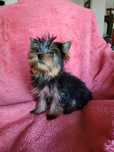 Suczka mini Yorkshire terrier