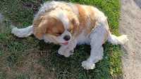 Dwuletnia suczka Cavalier King Charles spaniel