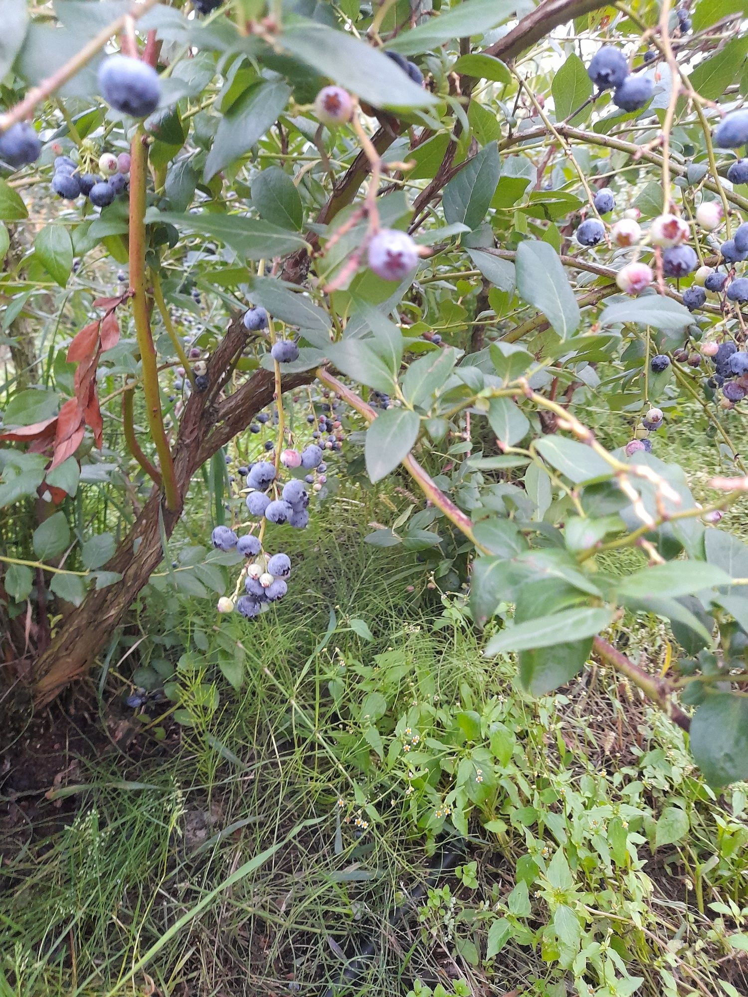 Sprzedam sadzonki borowki amerykańskiej