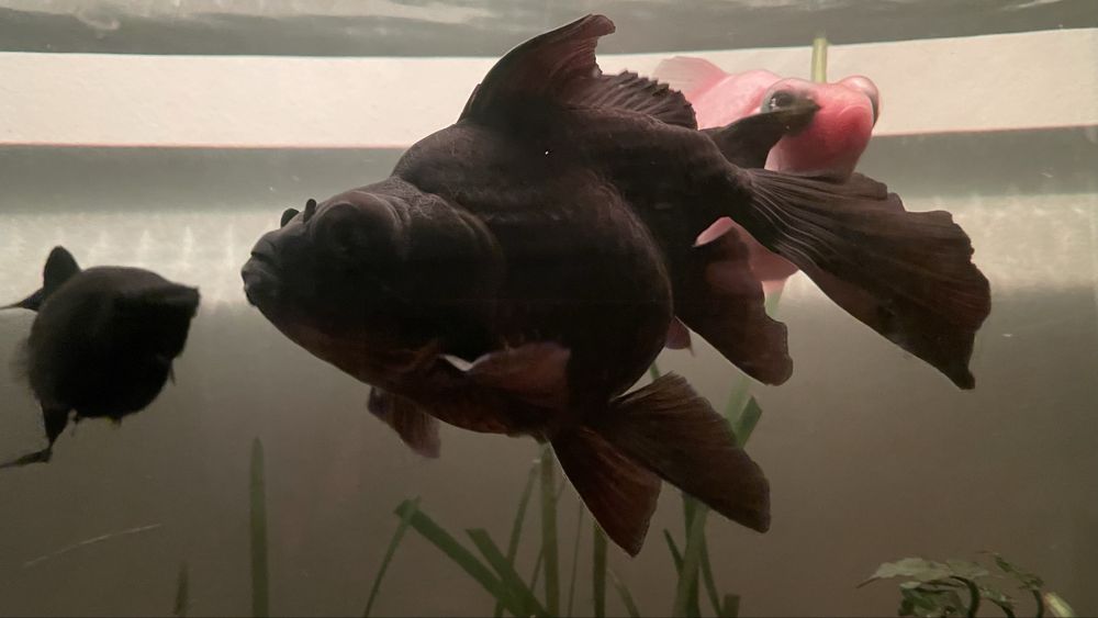 Peixes telescopios