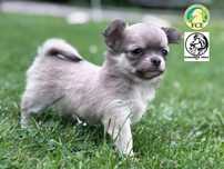 Wspaniały piesek długowłosy rasy chihuahua