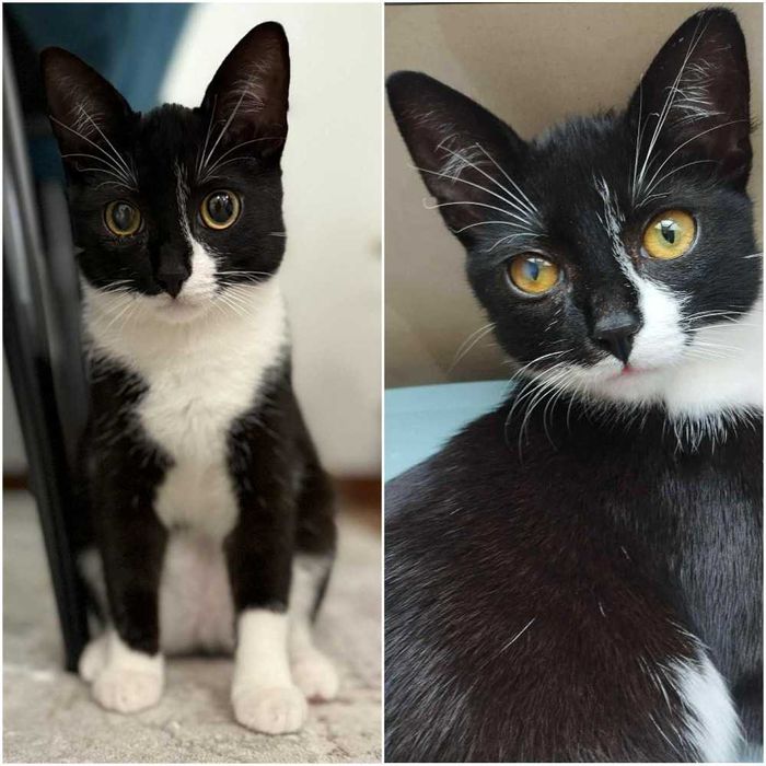 Bardzo czuły kotek - nastolatek Lilo, 5,5 miesiąca, kocięta