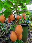 Plantas de Tamarilho Amarelo