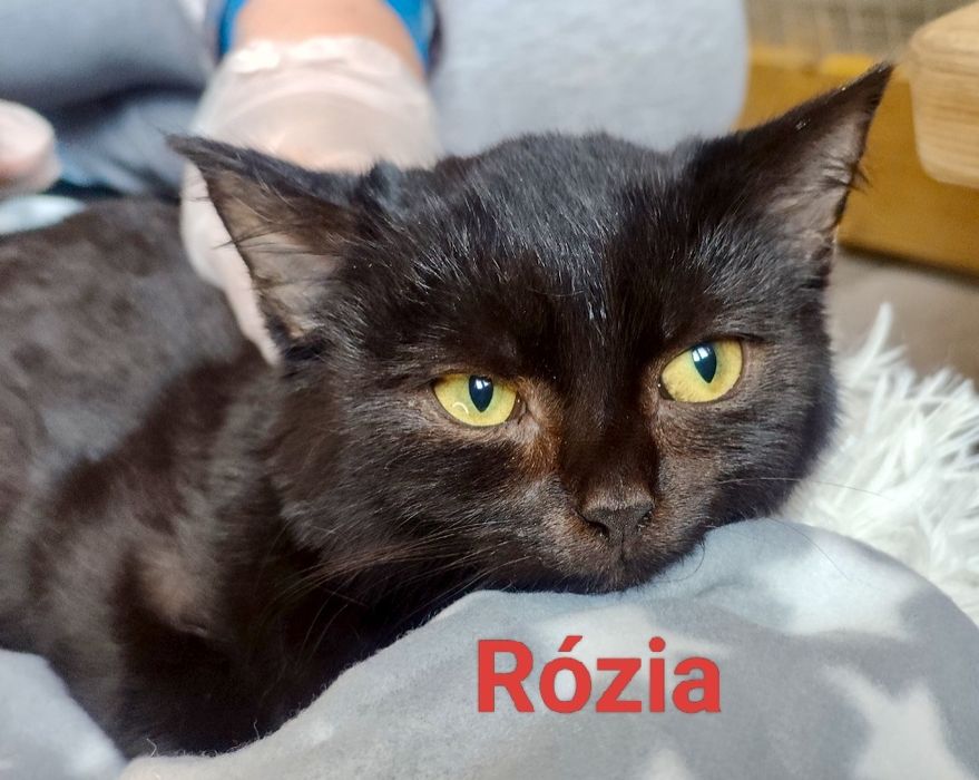 Piękna Rózia błaga o szansę i dom ...