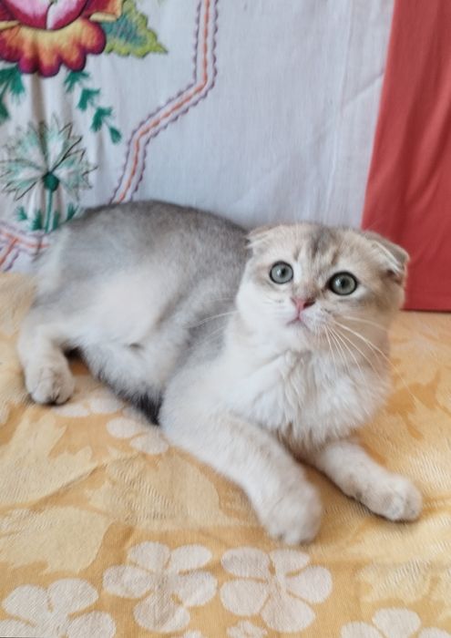 Очень ласковый и ручной вислоухий котик голубой золотой ау11