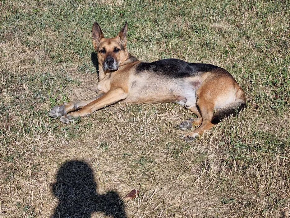 Oddam pieska (Owczarka) seniora w dobre ręce