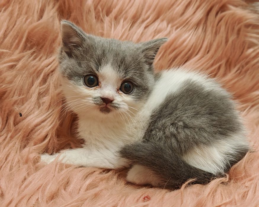 Brytyjski krótkowłosy