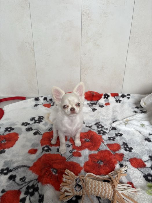 Chłopczyk chihuahua FCI xxs
