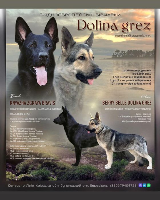 Замечательные породные ВЕО от выставочных родителей.