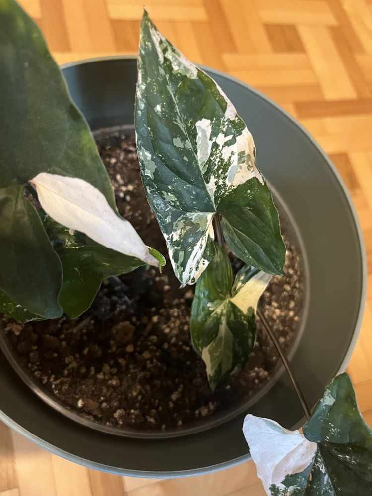 Syngonium emerald gem variegata xl