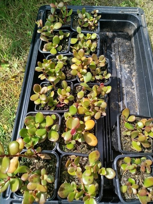 Małe sadzonki grubsza drzewko szczęścia