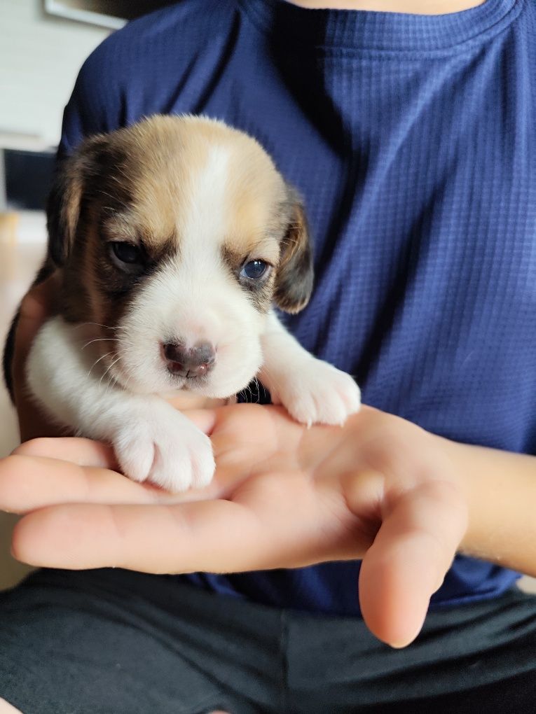 Śliczna suczka Beagle tricolor