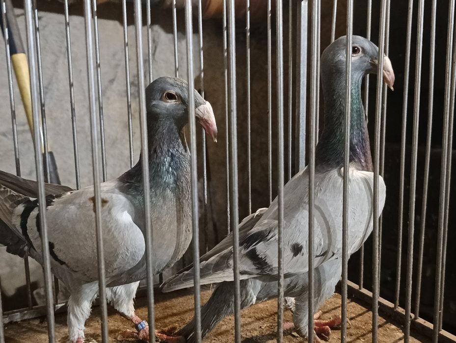 Gołębie rzeszowskie