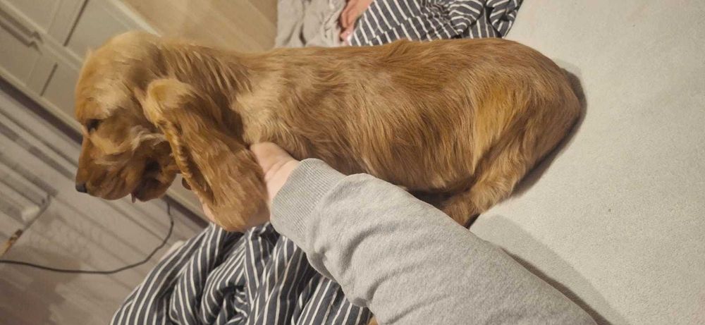 Cocker spaniel angielski