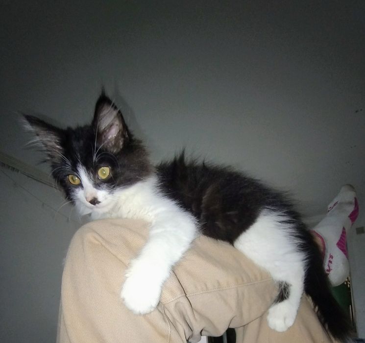 Віддам в хороші руки кошеня