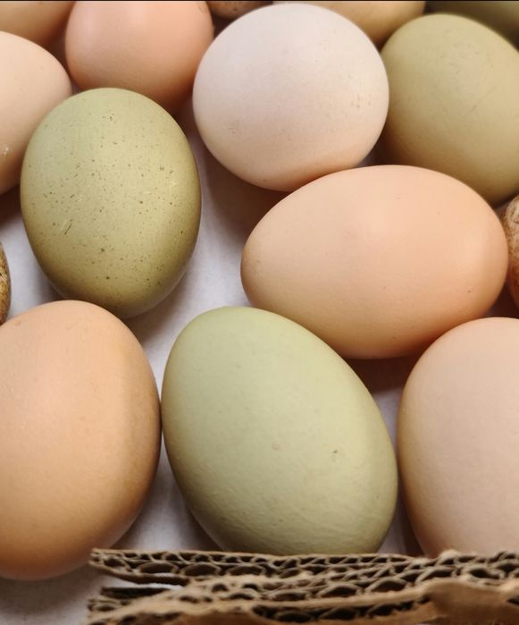 Ovos Frescos de Galinhas Criadas ao Ar Livre – Várias Cores