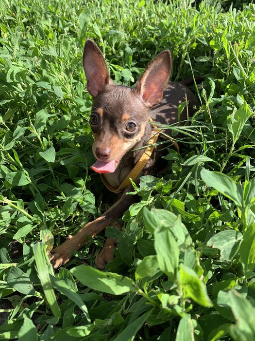 Красунчик той-терьер Річі запрошує на вʼязку)