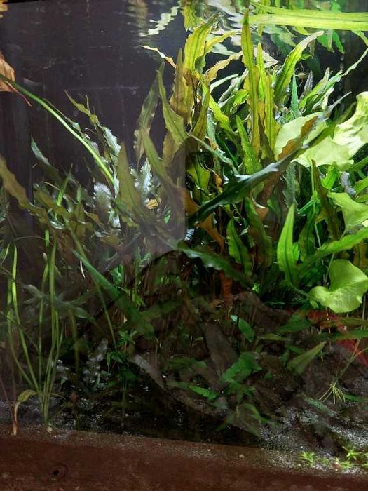 Sprzedam akwarium 112 l (80x35x40)