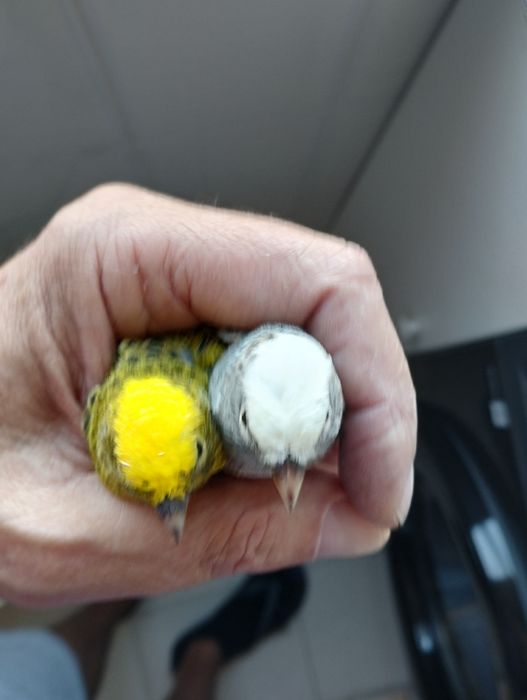 Canarios lizard ouro, prata e azul