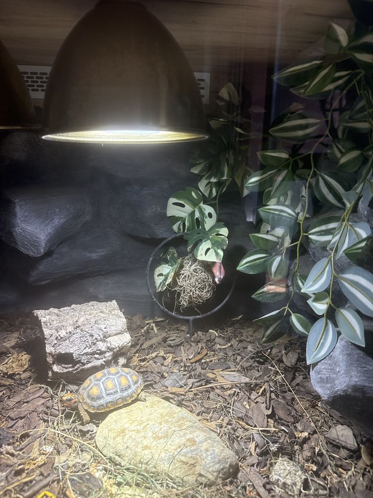 Terrarium podwójne wyjątkowe