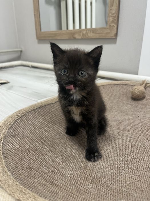 Віддамо котят в добрі руки. Дуже лагідні, любять людей