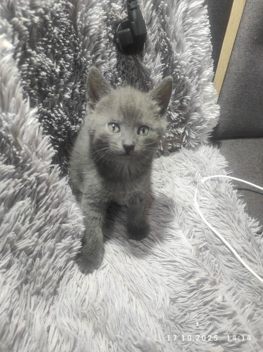 Кошенятка безкоштовно