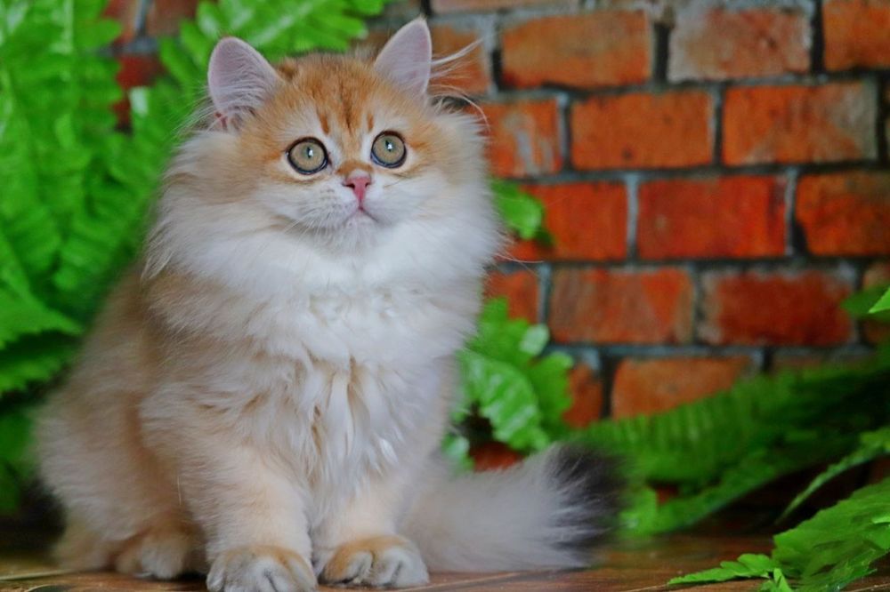 Золота шиншилла хайленд хлопчик