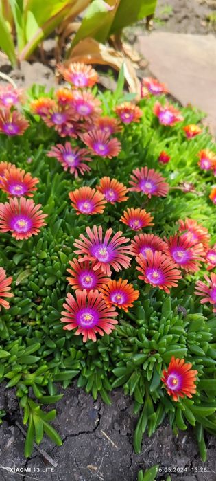 Делосперма (многолетняя)