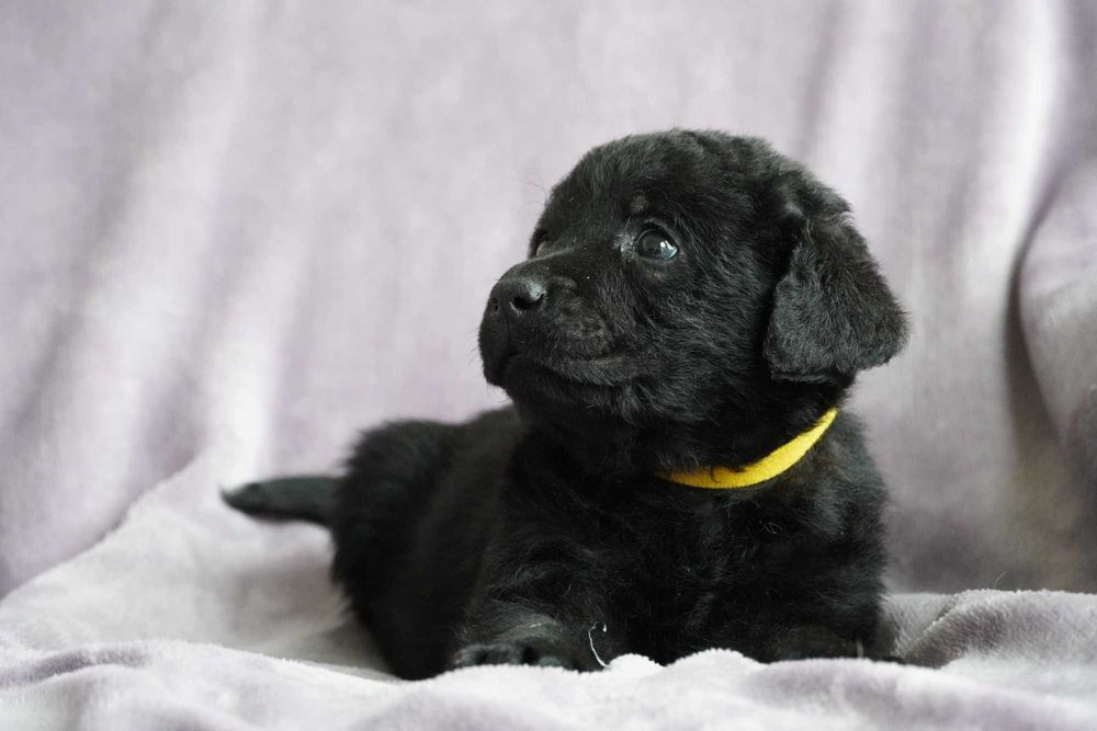 Labrador Retriever FCI ZKwP czarny PIES gotowe do odbioru