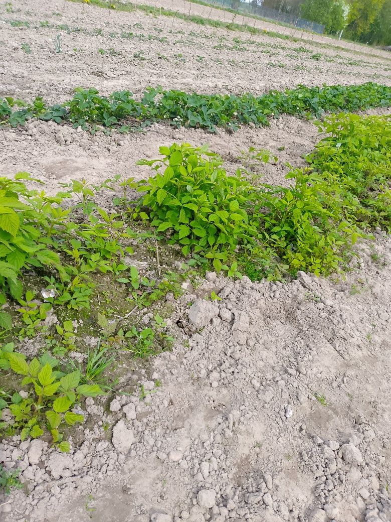 Sadzonki Malin   świeżę zdrowe sadzonki    i sadzonki truskawek