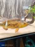 Cichla ocellaris