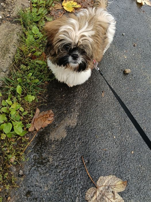 Shih tzu suczka - płatna adopcja