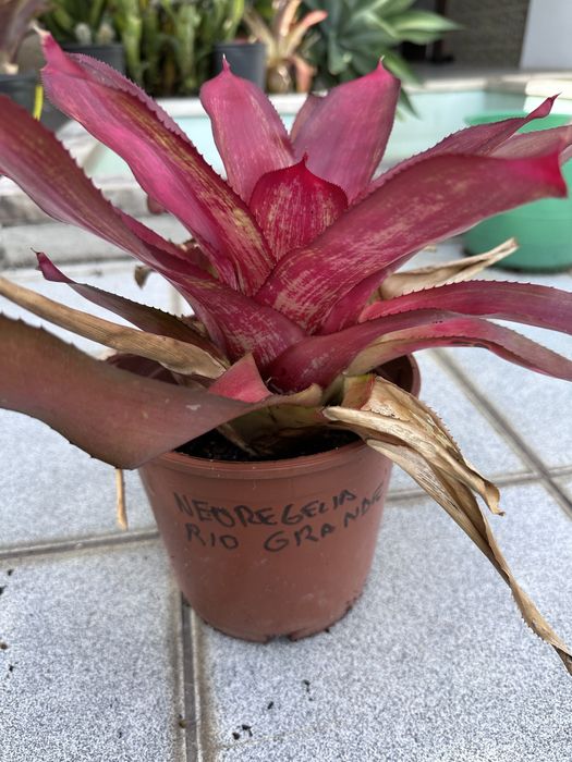 Bromelias variadas ……………