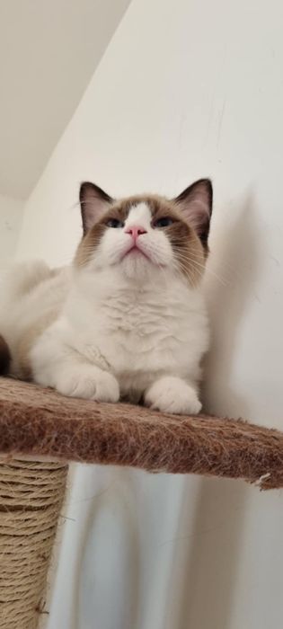 Sprzedam kota rasy Ragdoll